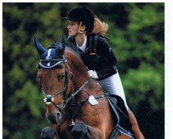 jumper Classix Boy (German Warmblood, 2000, from Consens)