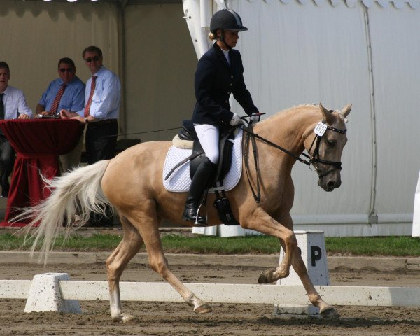Zuchtstute Steverheides Clair de Lune (Deutsches Reitpony, 2009, von Classic Dancer I)
