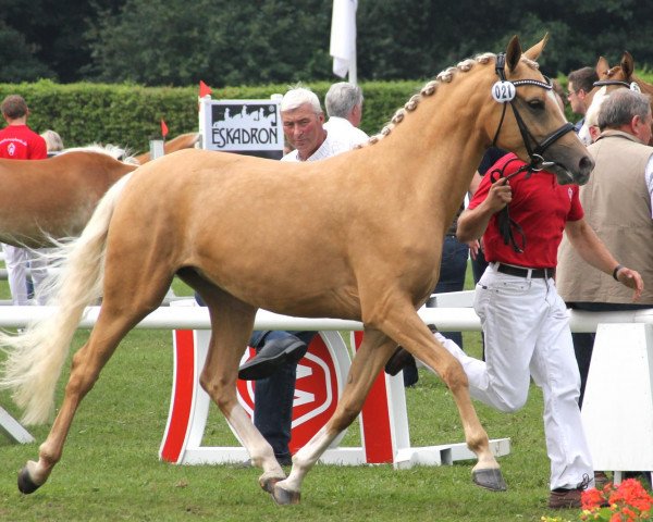 Zuchtstute Donnerglück (Deutsches Reitpony, 2009, von Donnerwetter)