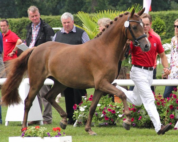 Zuchtstute DieDa (Deutsches Reitpony, 2009, von Donnerwetter)