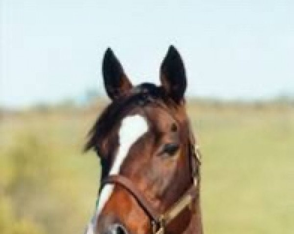 broodmare Thawakib xx (Thoroughbred, 1990, from Sadler's Wells xx)