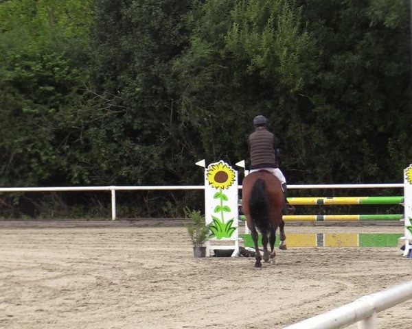 Reitturnier Haren-Raken 2022