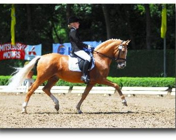 Deckhengst Dior (Deutsches Reitpony, 2003, von FS Don't Worry) Deckhengst Dior (Deutsches Reitpony, 2003, von FS Don't Worry)