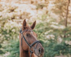 Dressage horse Donnalina (Zweibrücker, 2010, from Don Havidoff)