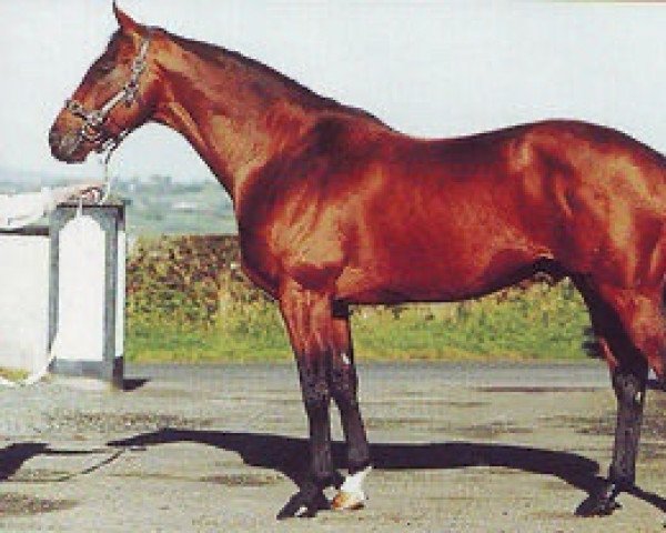 stallion Mohaajir xx (Thoroughbred, 1991, from Sadler's Wells xx)