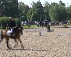 Zuchtstute Bodethal's Olivia (Welsh Pony (Sek.B), 2000, von Rakt's Rocky)