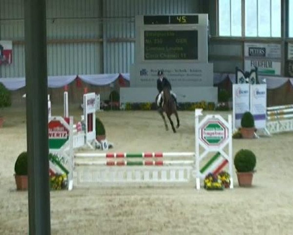 jumper Coco Chanell 11 (Dutch Harness Horse/Tuigpaard, 2001, from Wester Aikema's Nando)