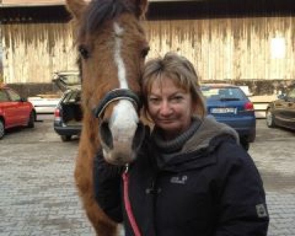 horse Norman (German Riding Pony, 1989, from Nobel)