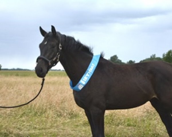 jumper Comme Rêvé (Oldenburg show jumper, 2019, from Comme Prevu)