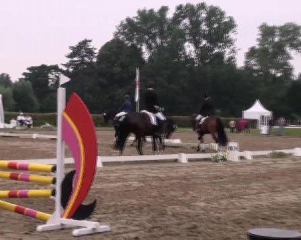 Dressurpferd Felipe 22 (Westfale, 2008, von Floresco NRW)