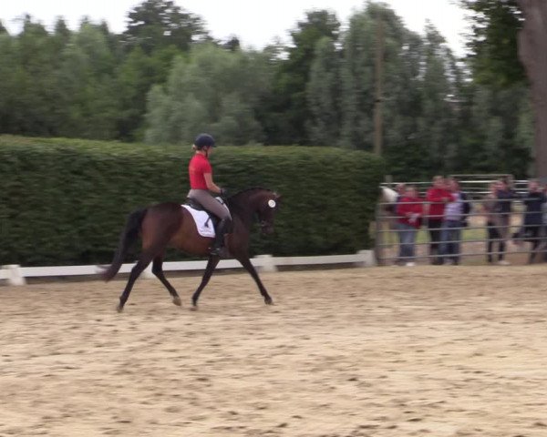Stutenleistungsprüfung in Münster-Handorf 2022