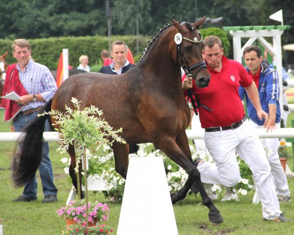 Zuchtstute Classic Synphonie AT (Deutsches Reitpony, 2009, von Clooney AT)