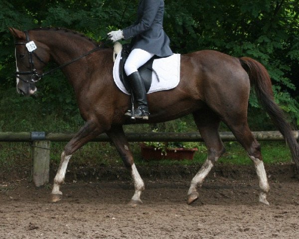 dressage horse Grace 147 (Westphalian, 1992, from Derbyfavorit)