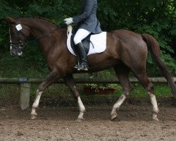 Dressurpferd Grace 147 (Westfale, 1992, von Derbyfavorit)