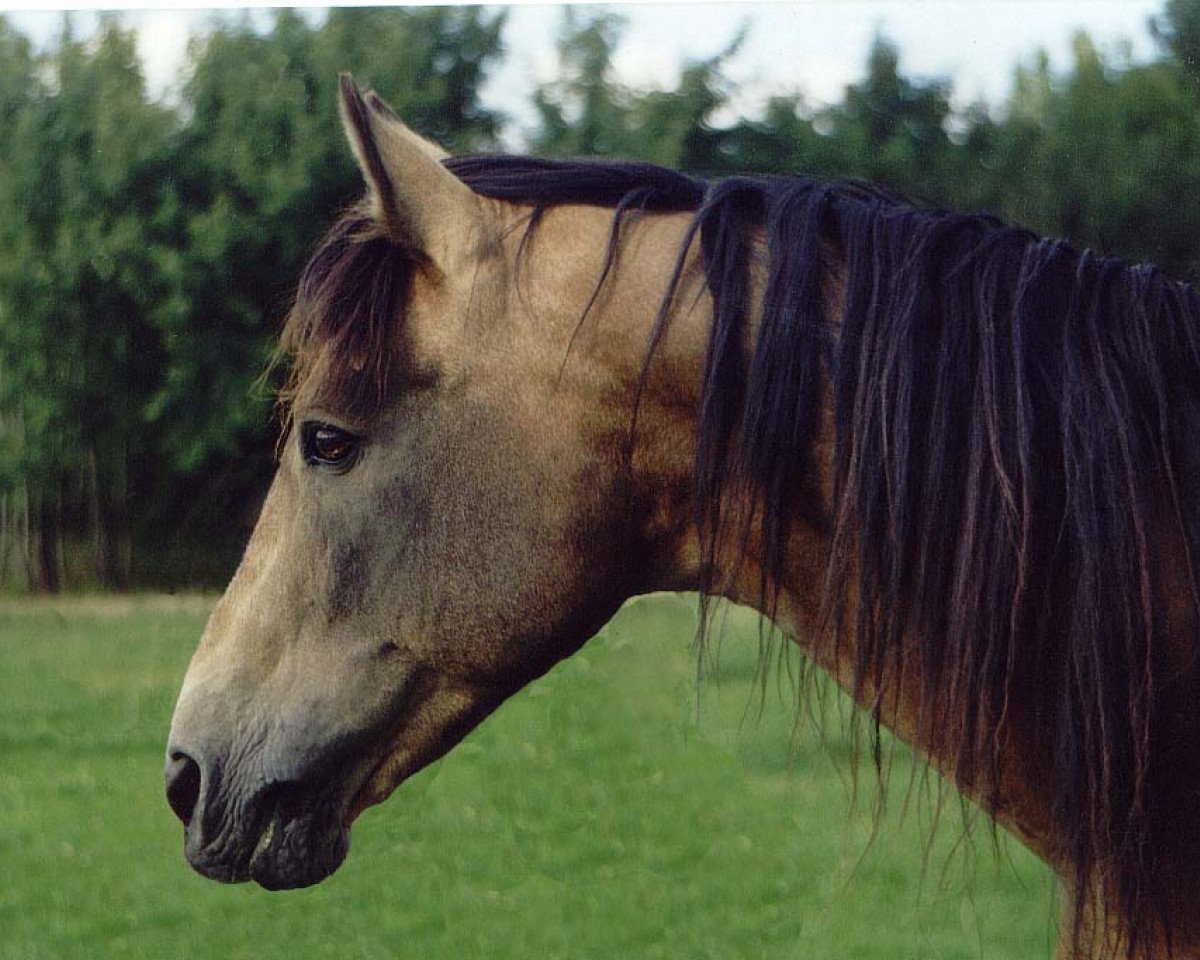 Deckhengst Carna Gold (Connemara-Pony, 1974, von Carna Dun)