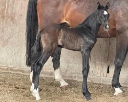 Pferd Hengst von Crack / Cristo (Holsteiner, 2022, von Crack)