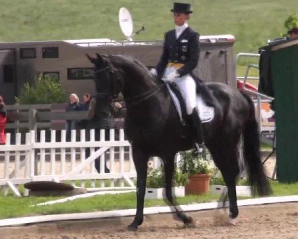 stallion Fontenay 2 (Westphalian, 2004, from Fidermark)