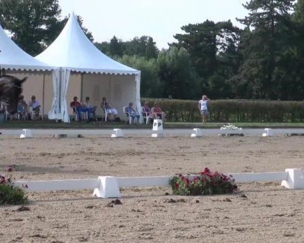 broodmare Rosaly As (Westphalian, 2007, from Riccione)
