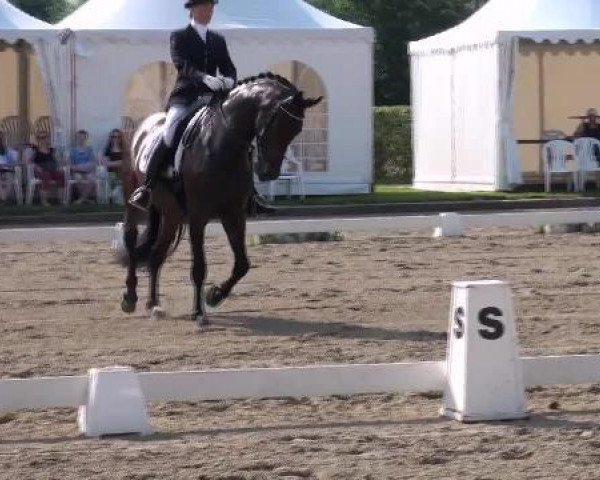 Dressurpferd Supertramp 12 (Westfale, 2007, von Sandro Bedo)