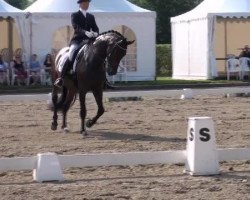 dressage horse Supertramp 12 (Westphalian, 2007, from Sandro Bedo)