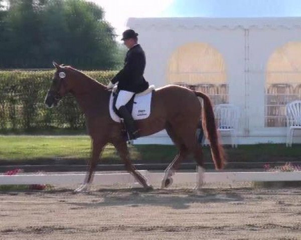 Dressurpferd First Time 22 (Westfale, 2007, von Fürst Piccolo)