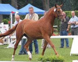 broodmare Celine Dion T (German Riding Pony, 2009, from Classic Dancer II)