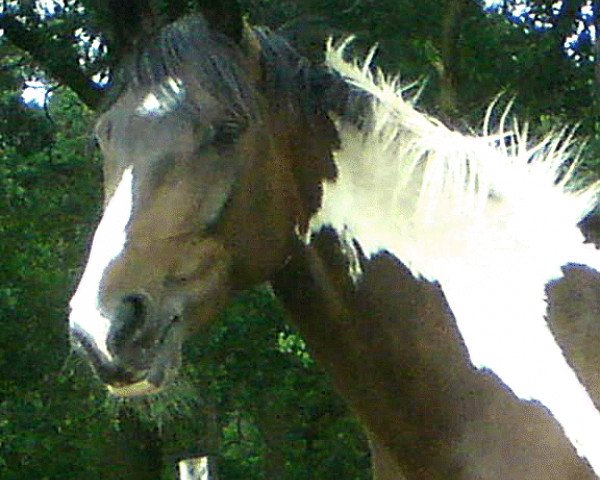 broodmare Soraya (Westphalian, 2007, from Sanyo)