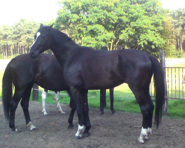 horse Cage (Westphalian, 2009, from Continus Grannus)