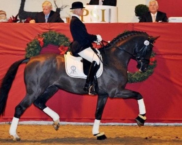 stallion Der Designer (Hanoverian, 2006, from De Niro) stallion Der Designer (Hanoverian, 2006, from De Niro)
