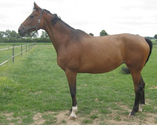broodmare Atlanta 467 (Hessian Warmblood, 2002, from Adlantus As FRH)