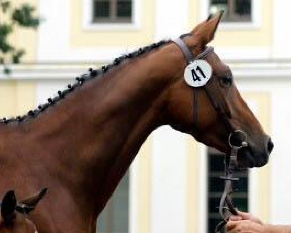 broodmare Tabea IV (Trakehner, 2002, from Summertime)