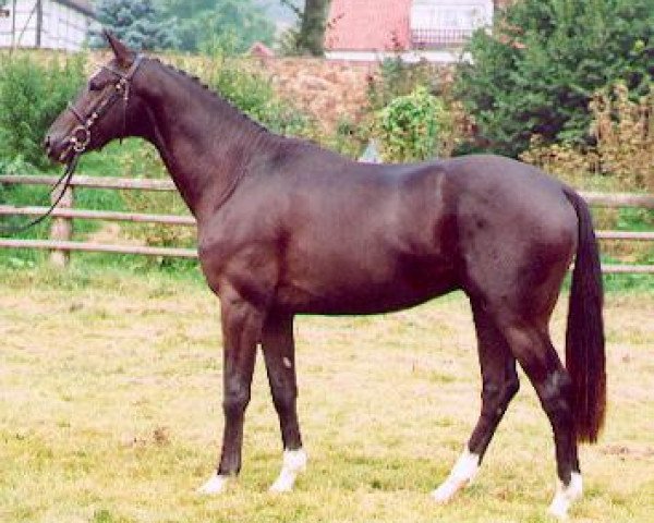 Pferd Trafalgar Square (Trakehner, 2000, von Exclusiv)