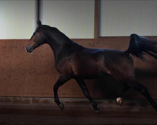 horse Philidor Electric (Westphalian, 2006, from Pontifex)