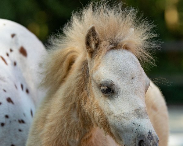 broodmare Isolde Van Breugel (Dt.Part-bred Shetland pony, 2022, from Prince von Warfen)
