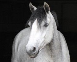 dressage horse Gurteen Misty's Boy (Connemara Pony, 2017, from Classiebawn Black Jack)