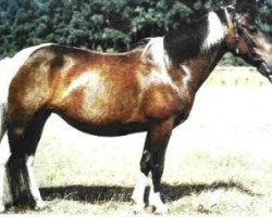 broodmare Resi V (Lewitzer, 1970)