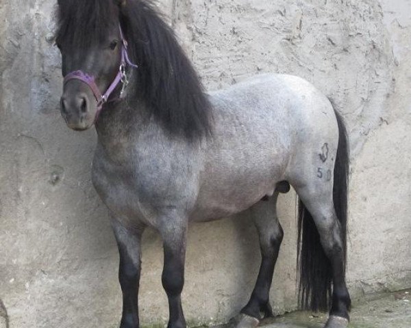 stallion Aragorn (Shetland Pony, 2009, from Argon A 278) stallion Aragorn (Shetland Pony, 2009, from Argon A 278)