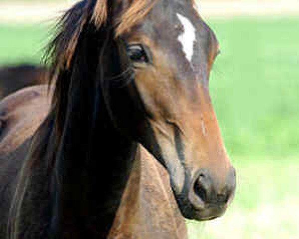 horse Thalassa (Trakehner, 2005, from Enrico Caruso)