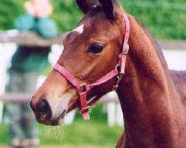 broodmare Tavora (Trakehner, 2001, from Showmaster)