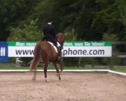 Cavallo da Dressage Finnya 3 (Renano, 2004, di Fürst Piccolo)