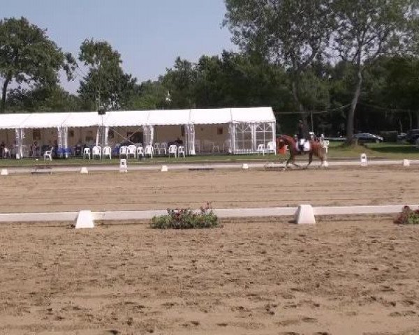 Dressurpferd Catch-Me (Westfale, 2009, von FS Champion de Luxe)
