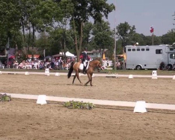 Dressurpferd Compliment (Deutsches Reitpony, 2009, von Classic Dancer II)