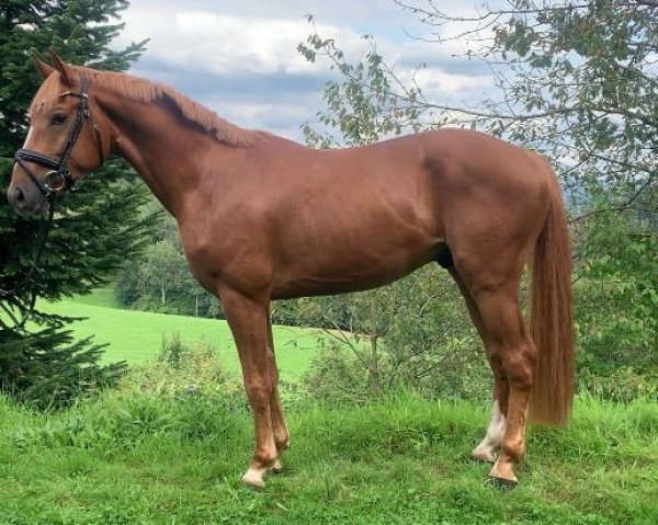 dressage horse Veiner Loui (Hanoverian, 2018, from Viscount 22)