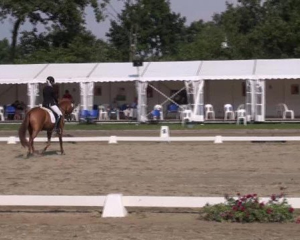 dressage horse Hesselteichs Dundee (German Riding Pony, 2008, from Donnerwetter)
