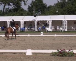 Dressurpferd Hesselteichs Dundee (Deutsches Reitpony, 2008, von Donnerwetter)