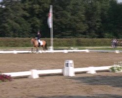 dressage horse Dancing Honey Bee (German Riding Pony, 2008, from Der Harlekin B)