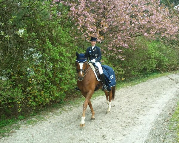 dressage horse Sini Spirit (Hanoverian, 1997, from Espri)