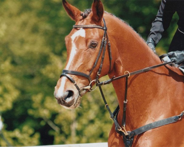 Springpferd Leonardo (Rheinländer, 2004, von Late Night)