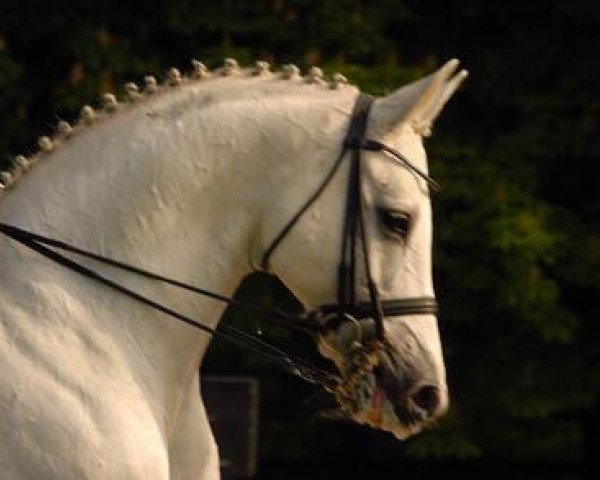 horse Tylord (Trakehner, 1992, from Enrico Caruso)