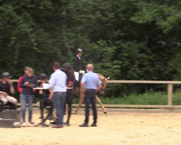 Stutenleistungsprüfung in Münster-Handorf 2022